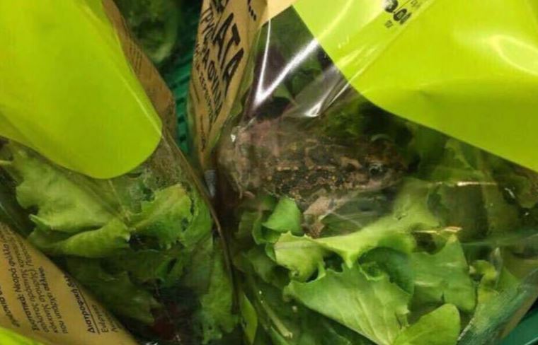 Βάτραχος σαλάτα ΑΒ Βασιλόπουλος