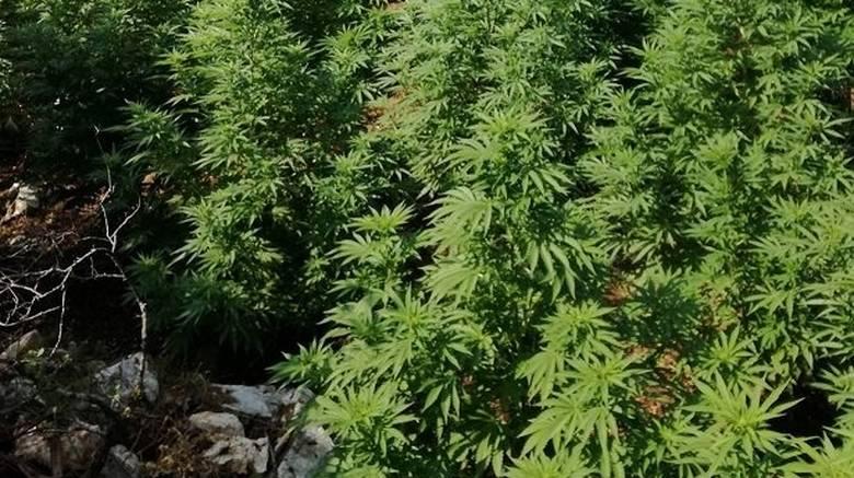 Δενδρύλλια Κάνναβης