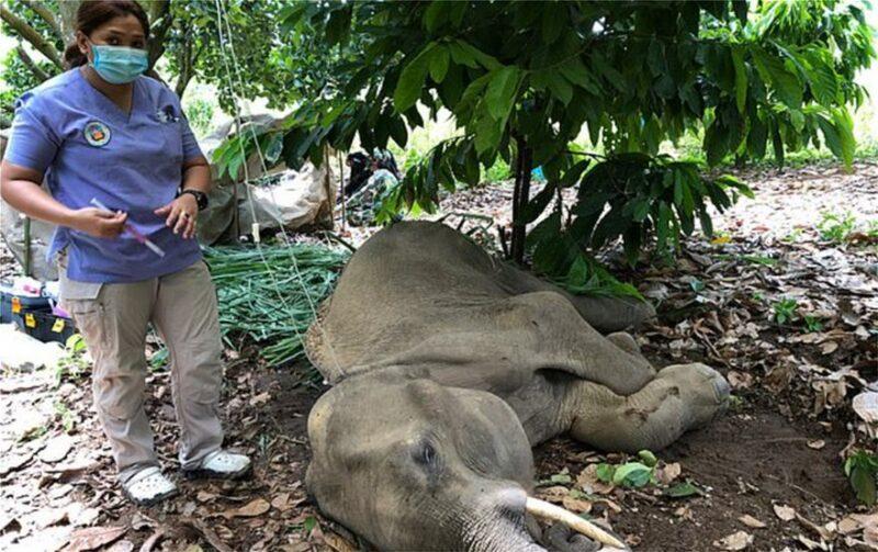 Ινδία ελεφαντίνα ανανάς κροτίδα