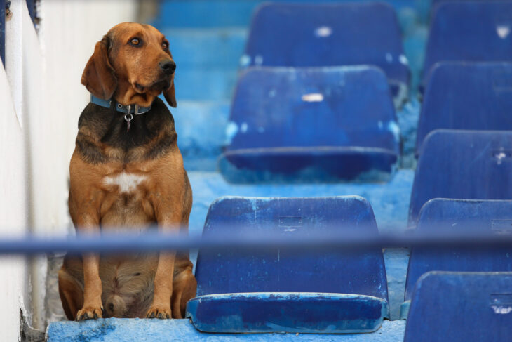Σκύλος Νέα Σμύρνη Γήπεδο Πανιώνιος ΕΠΟ
