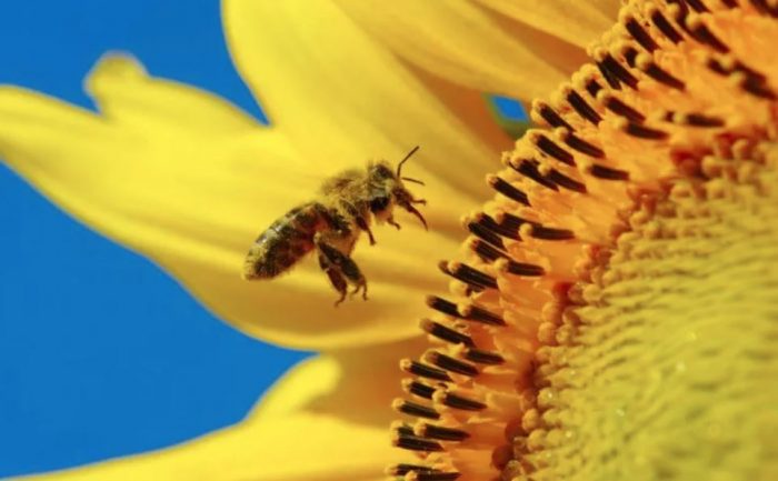 γύρη μέλισσες κορωνοϊός