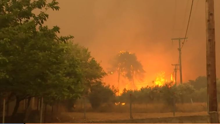 Πευκί Πυρκαγιά Εύβοια
