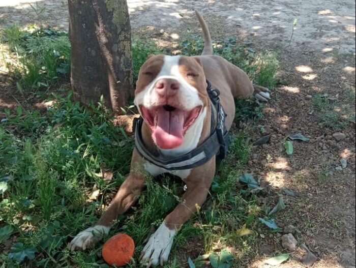 πίτμπουλ Γαλάτσι