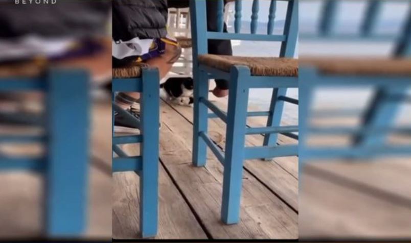 γατάκι θάλασσα Εύβοια