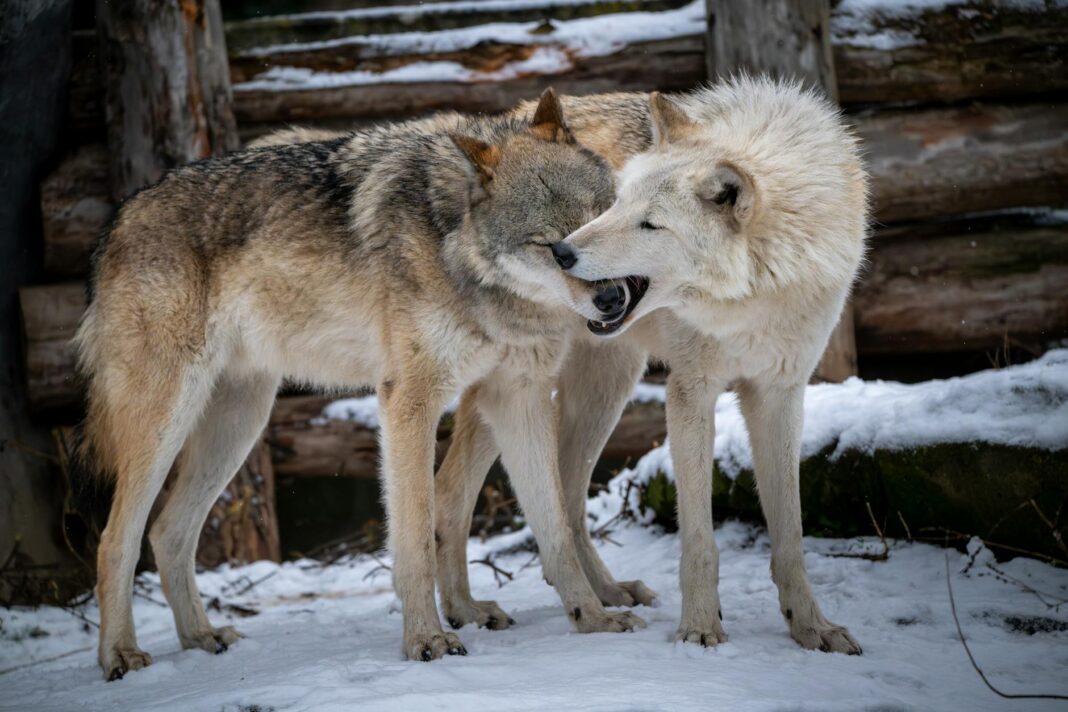 playful wolves interacting in snowy forest